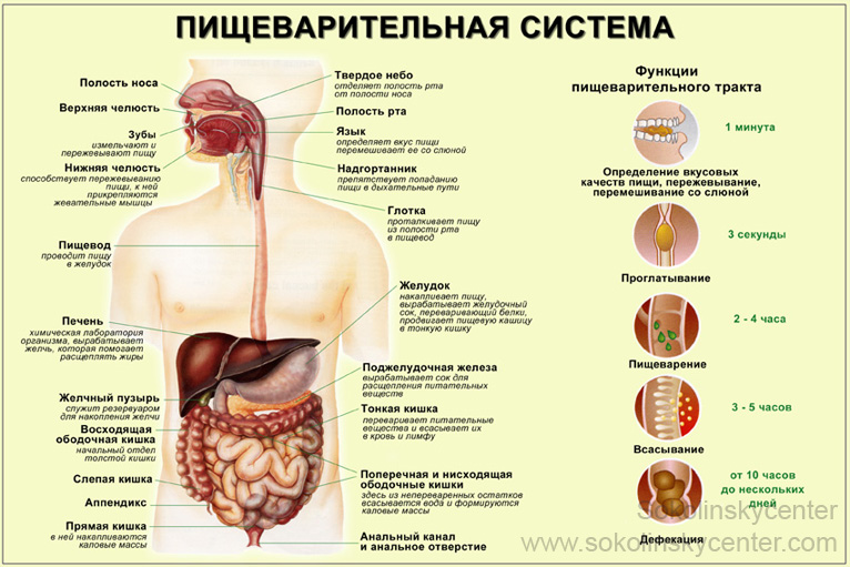Если не работает кишечник, что делать? Натуральные средства из Европы